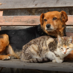 SOKAK HAYVANLARINA BAĞIŞ